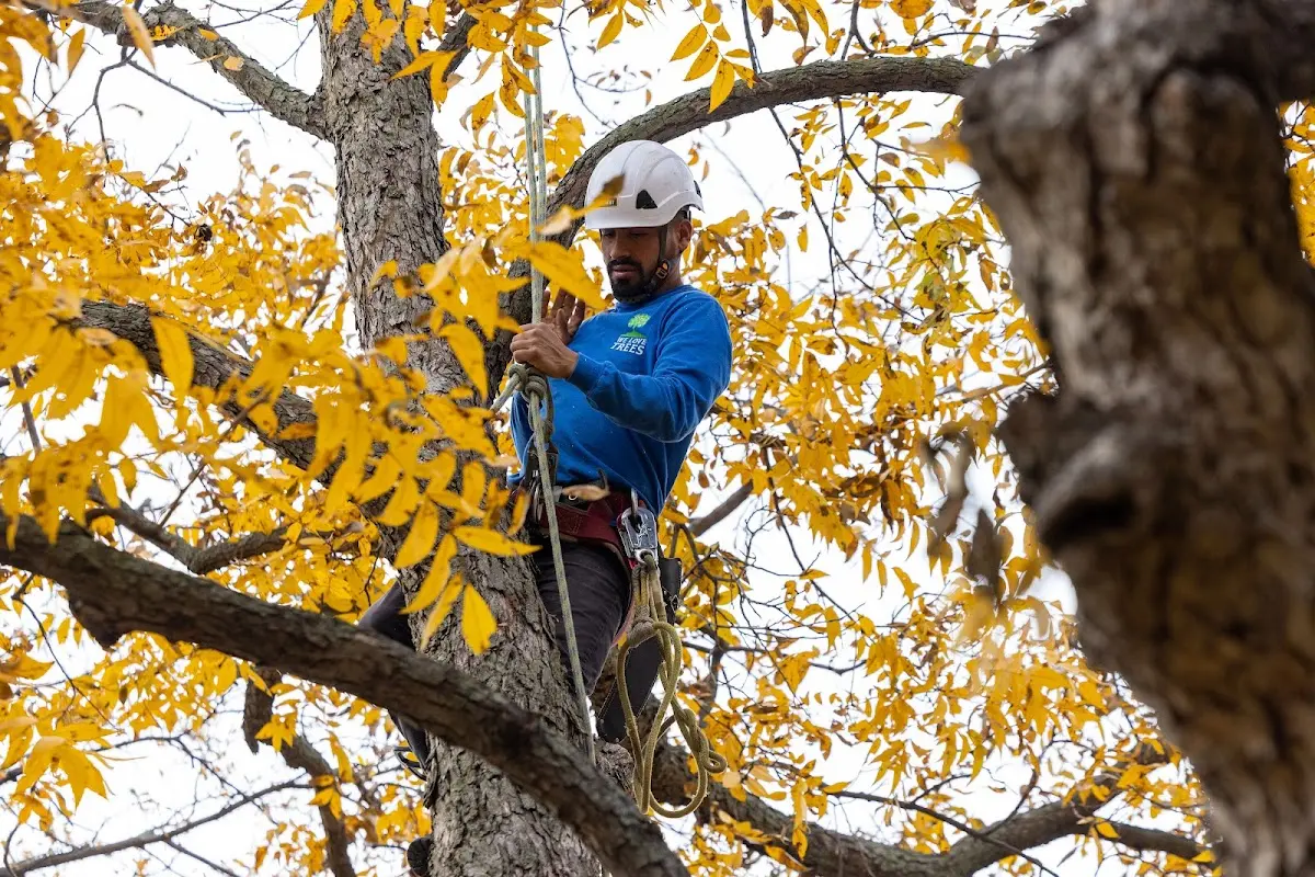 Skilled Tree Trimming crew working in Smithfield